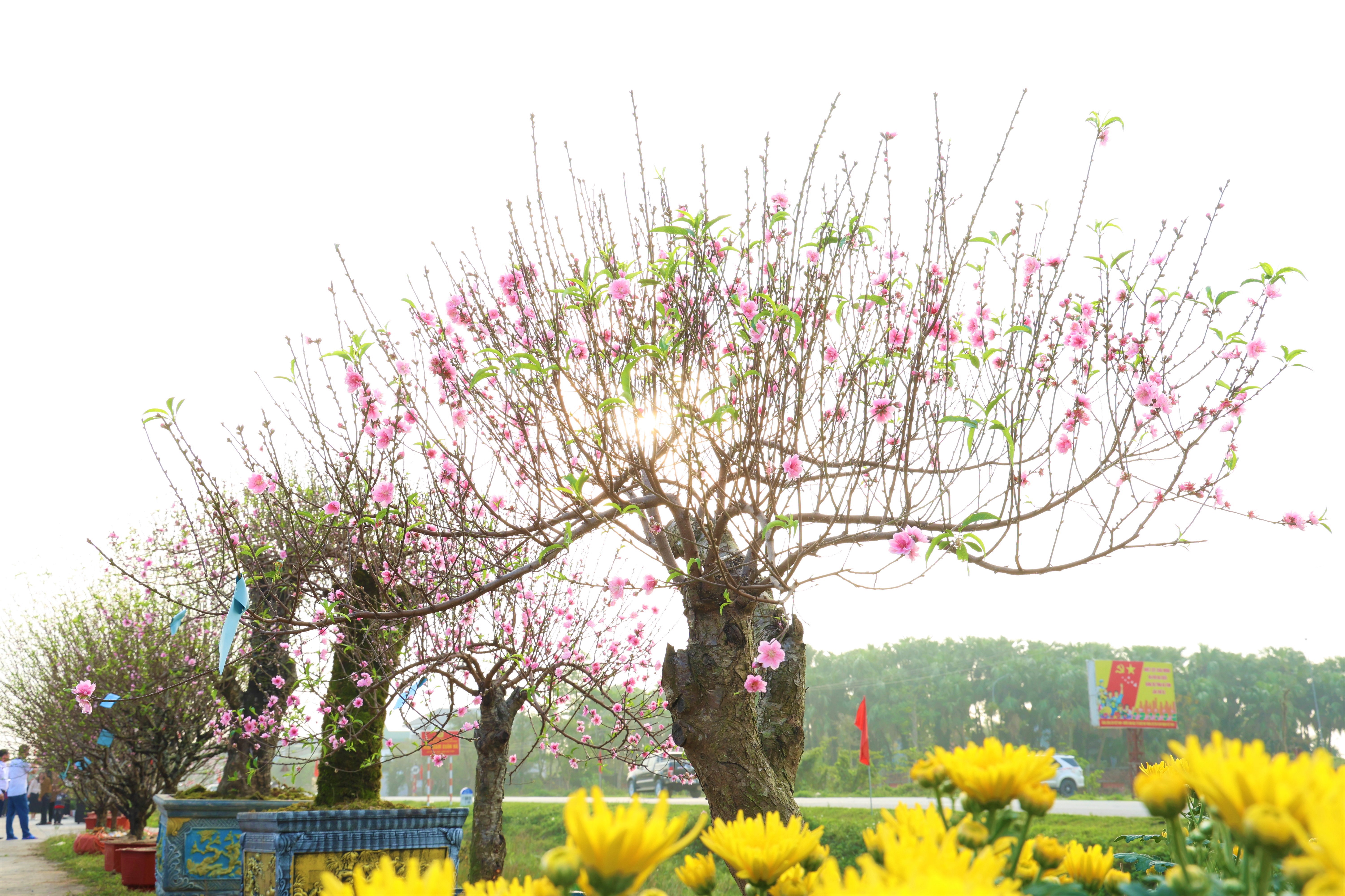 Giới thiệu nhiều sản phẩm đẹp mắt tại Hội chợ hoa cây cảnh xã Toàn Lưu năm 2026