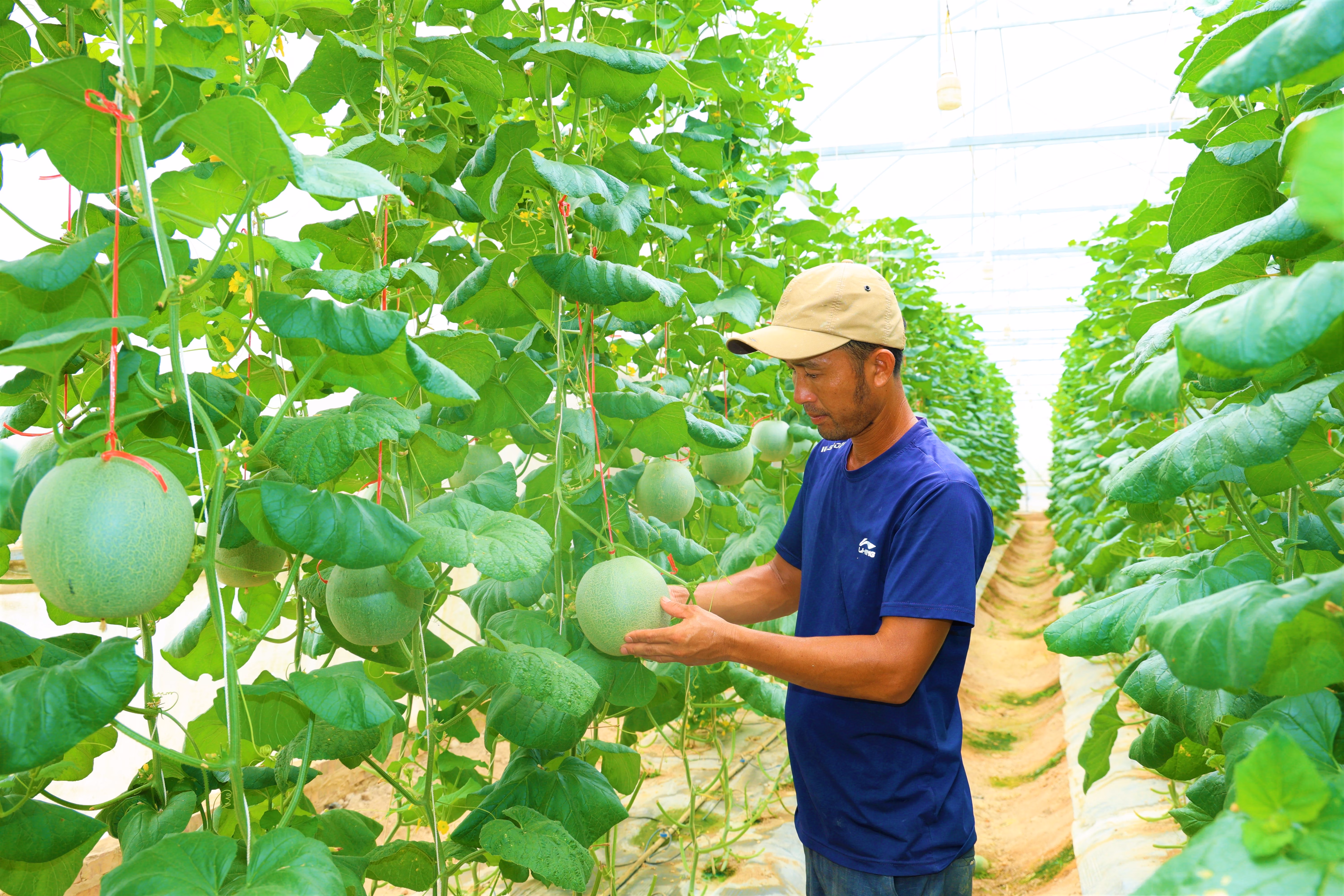 Xuân Sơn “ thủ phủ” của các loại dưa lưới nhà màng 